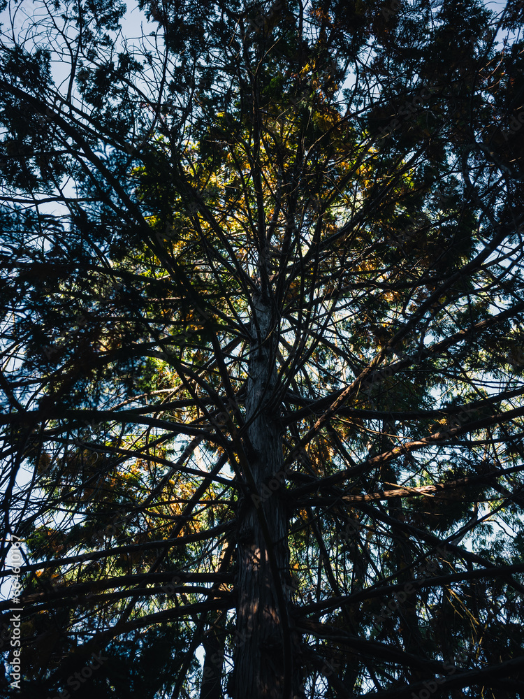 Obraz premium Tree branches