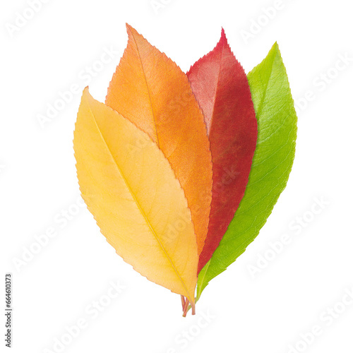 Autumn leaves in yellow, orange, red and green colors are arranged in a fan pattern. Isolated on white.