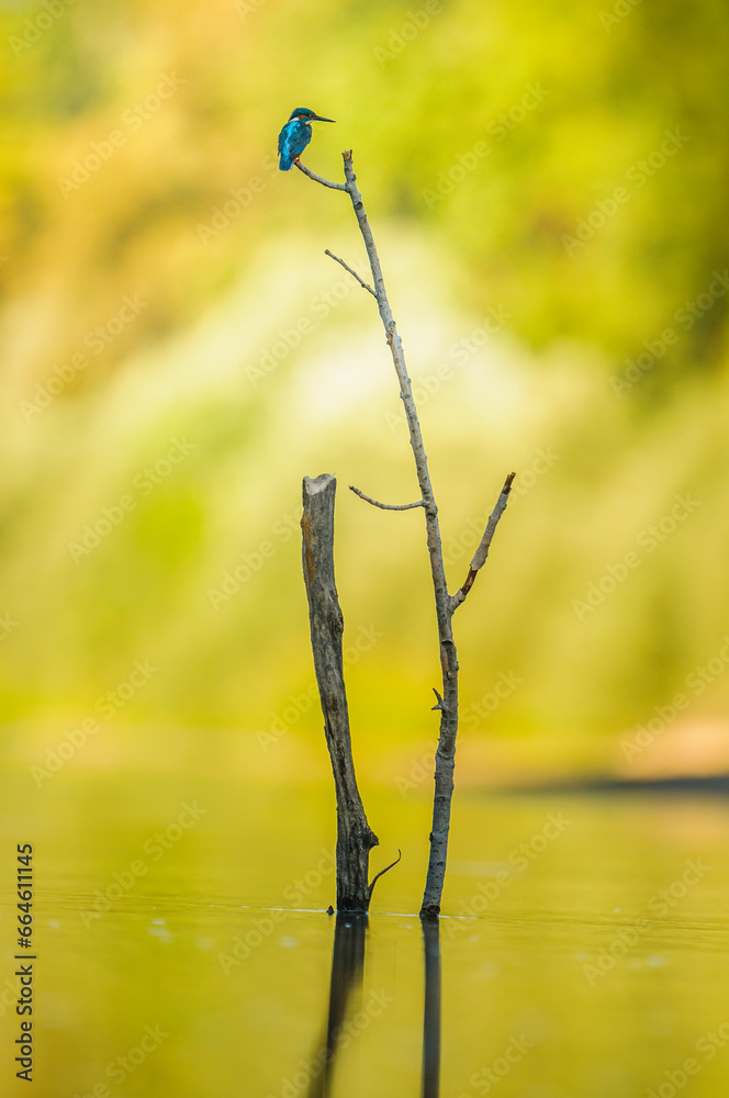 Fototapeta premium Kingfisher observes the river from a perch in extremadura, Spain