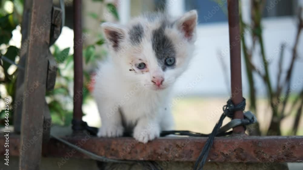 Adorable dirty faced white baby kitten is looking at the camera and walking away on a garden fence in two time slow motion