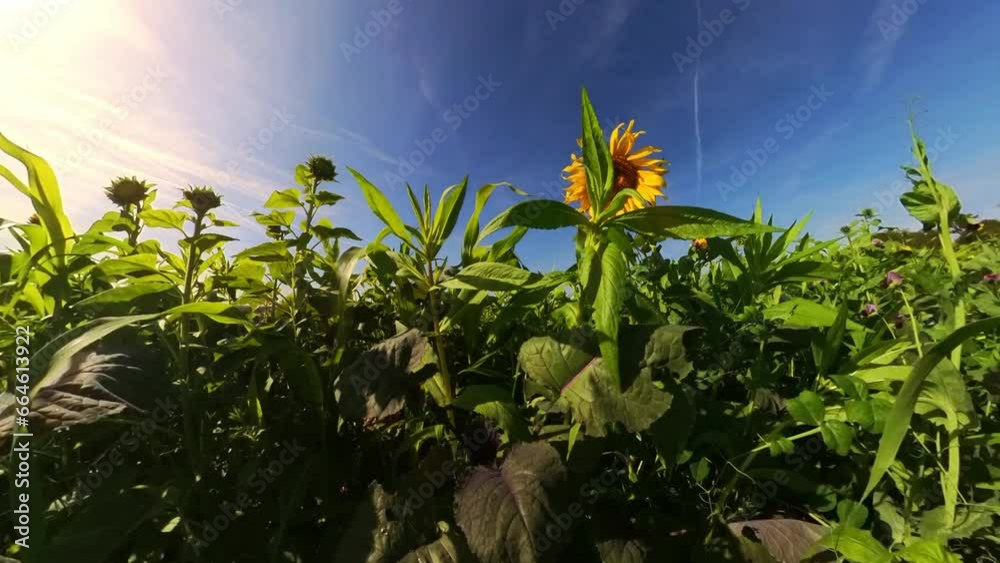 schöne Sonnenblumen wiegen sanft im Wind auf wunderschönem Sonnenblumenfeld, blauer Himmel, Nahaufnahme, Insekten