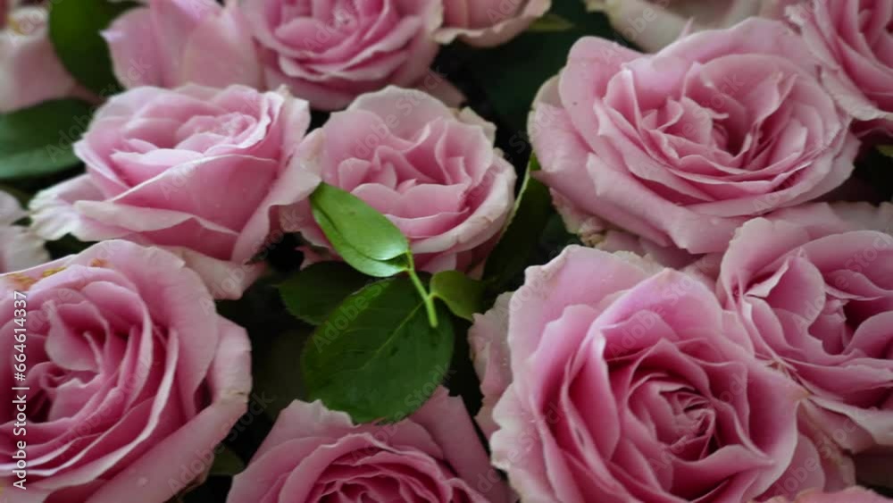 sfondo astratto colorato di rose rosse, bianche e rosa, mille rose sfondo astratto colorato di rose rosse, bianche e rosa, mille rose