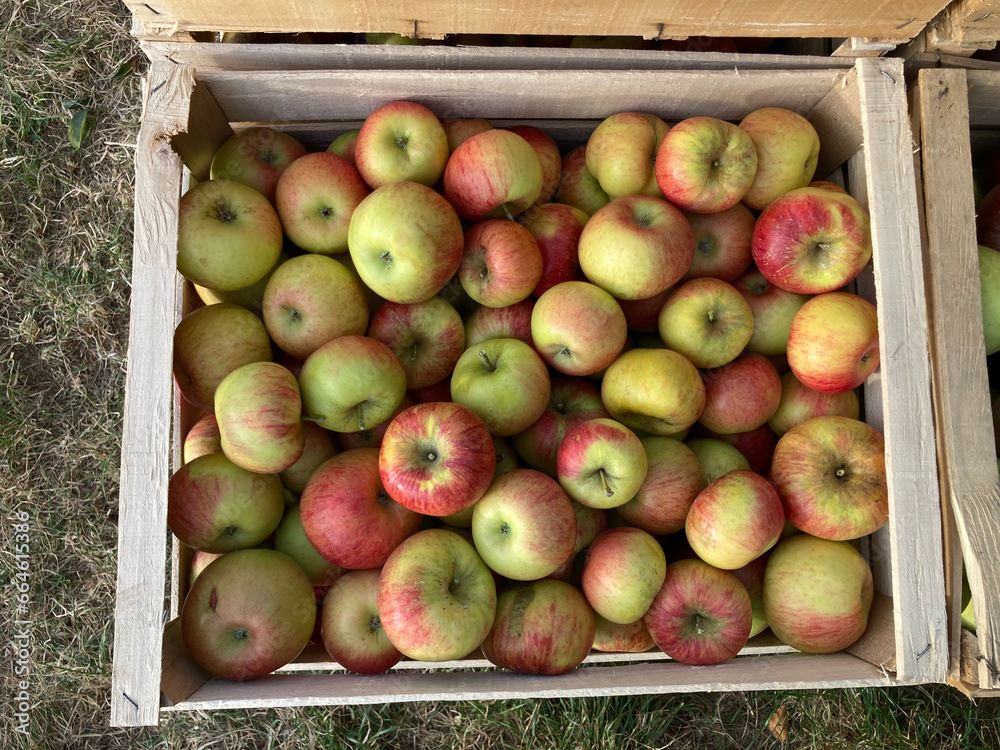 Harvest of red and green apples in one wooden box on a German farm. Close-up. Horizontal photo. Harvest of red and green apples in one wooden box on a German farm. Close-up. Horizontal photo.