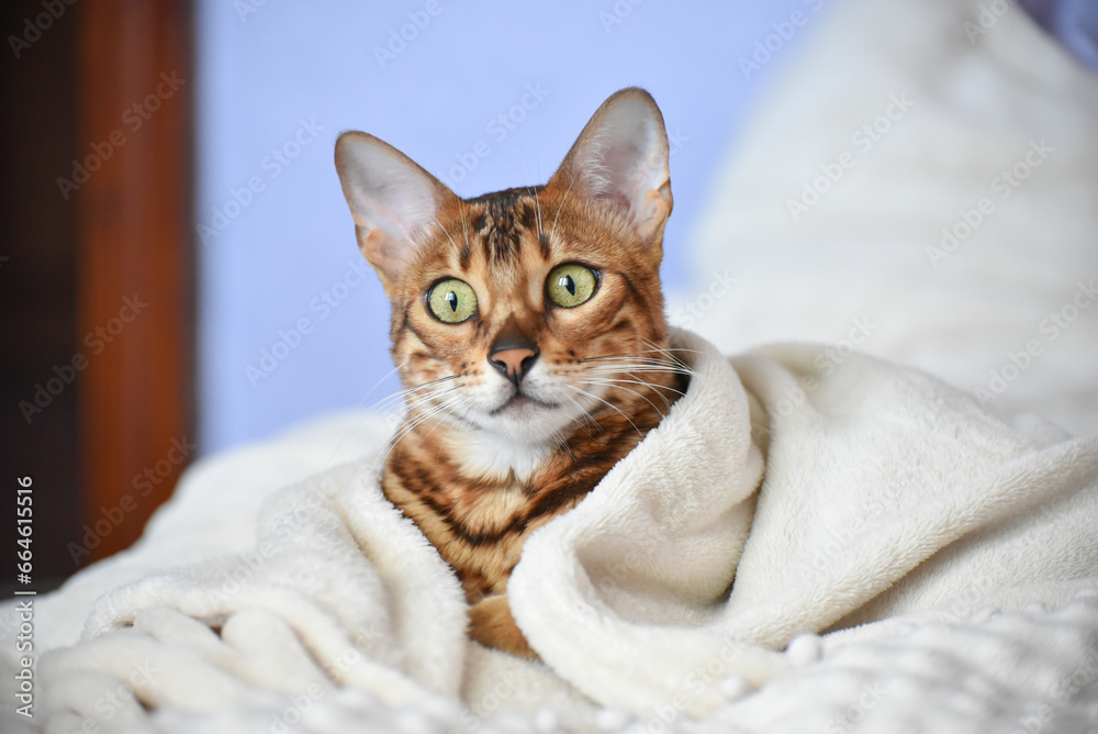 Portrait of adult  bengal kitten covered in white blanket, cute cat has a rest at home . Winter and autumn cold time.