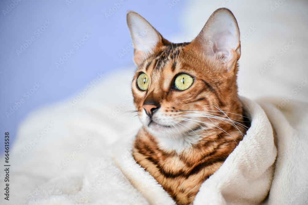 Portrait of adult  bengal kitten covered in white blanket, cute cat has a rest at home . Winter and autumn cold time.