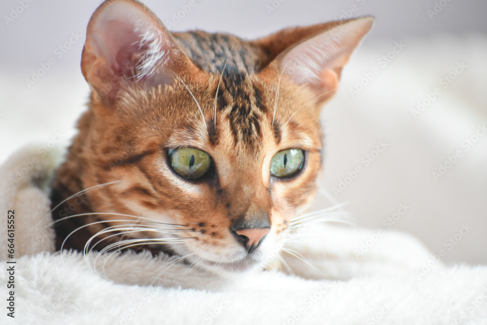 Portrait of adult  bengal kitten covered in white blanket, cute cat has a rest at home . Winter and autumn cold time.