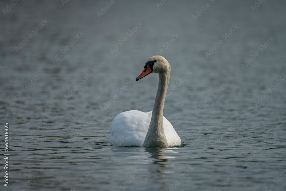 Swans on pond near Chomoutov village in autumn sunny day Swans on pond near Chomoutov village in autumn sunny day