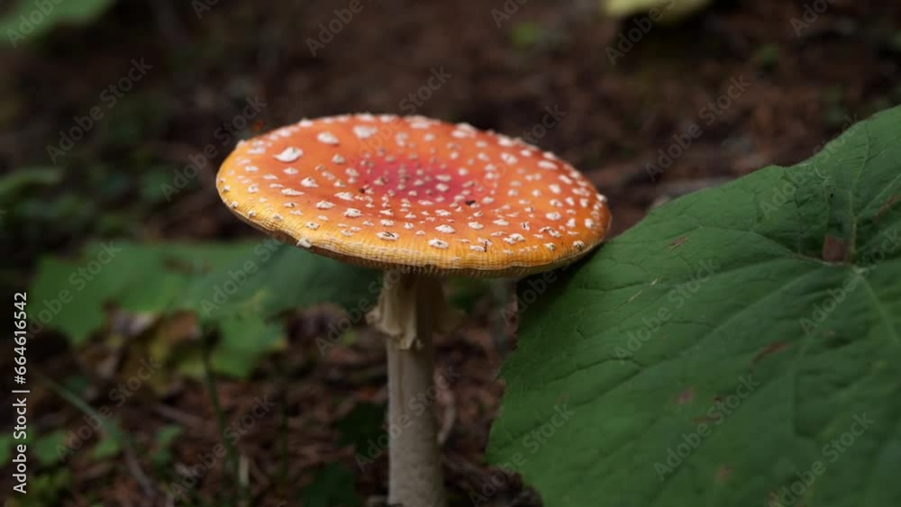Red poisonous fly mushroom in the forest Red poisonous fly mushroom in the forest