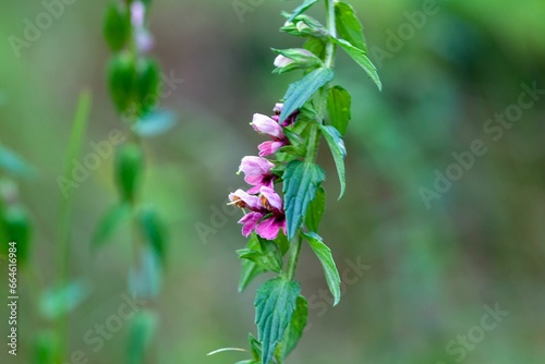 Red bartsia, Odontites vernus
