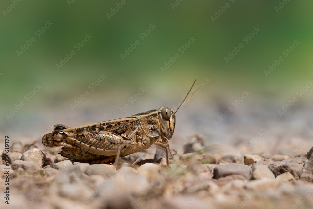Short-horned grasshopper called Italian locust. Calliptamus italicus. Short-horned grasshopper called Italian locust. Calliptamus italicus.