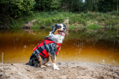 Фотография Dog rescuer in life vest near river