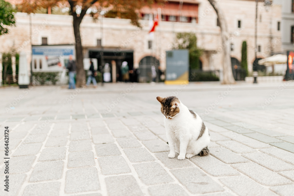 The cat sits in the middle of the city square. Istanbul, Türkiye - October 16, 2023