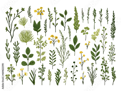Doodle Bitter Herbs, cartoon sticker, sketch, vector, Illustration, minimalistic