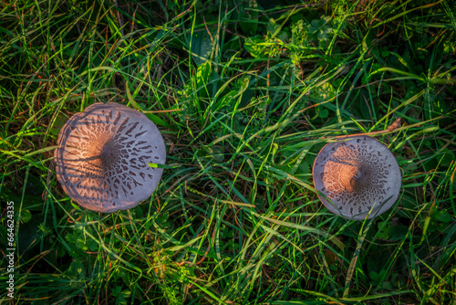 Fungus on green grass meadow near Podskalie village in Slovakia autumn evening