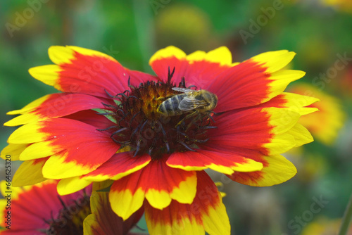 A bee collects pollen from a beautiful Gaillardia flower.