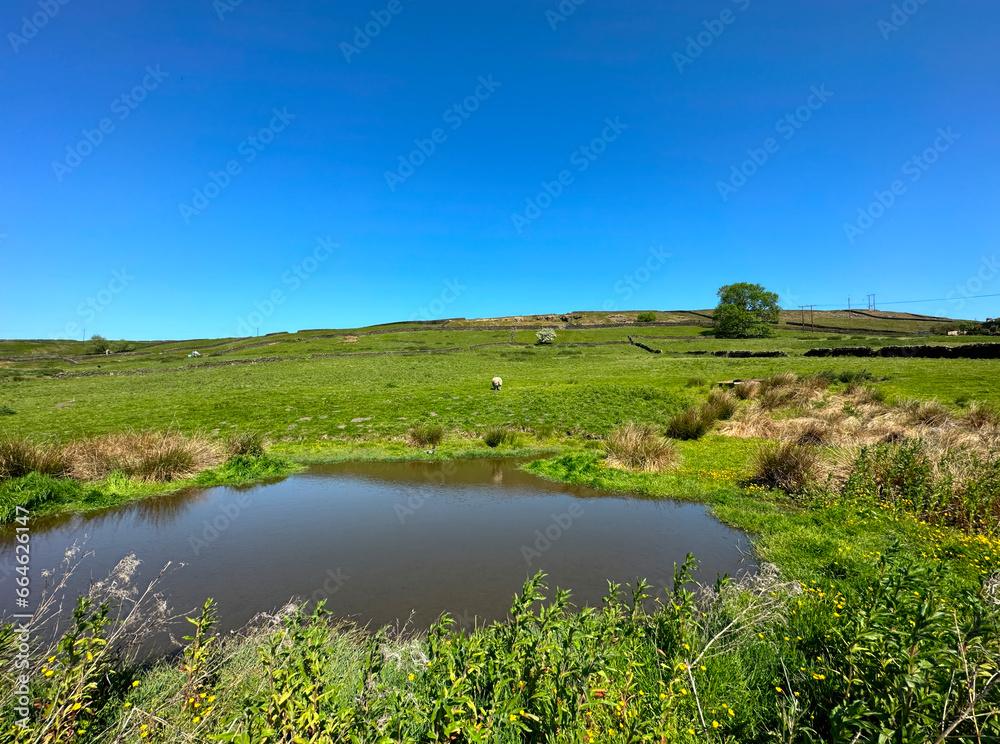 Small pond, with wild plants, flowers,  grasses, fields, and dry stone walls, set against a vivid blue sky in, East Morton, UK