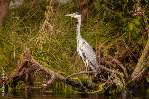 Grey Heron