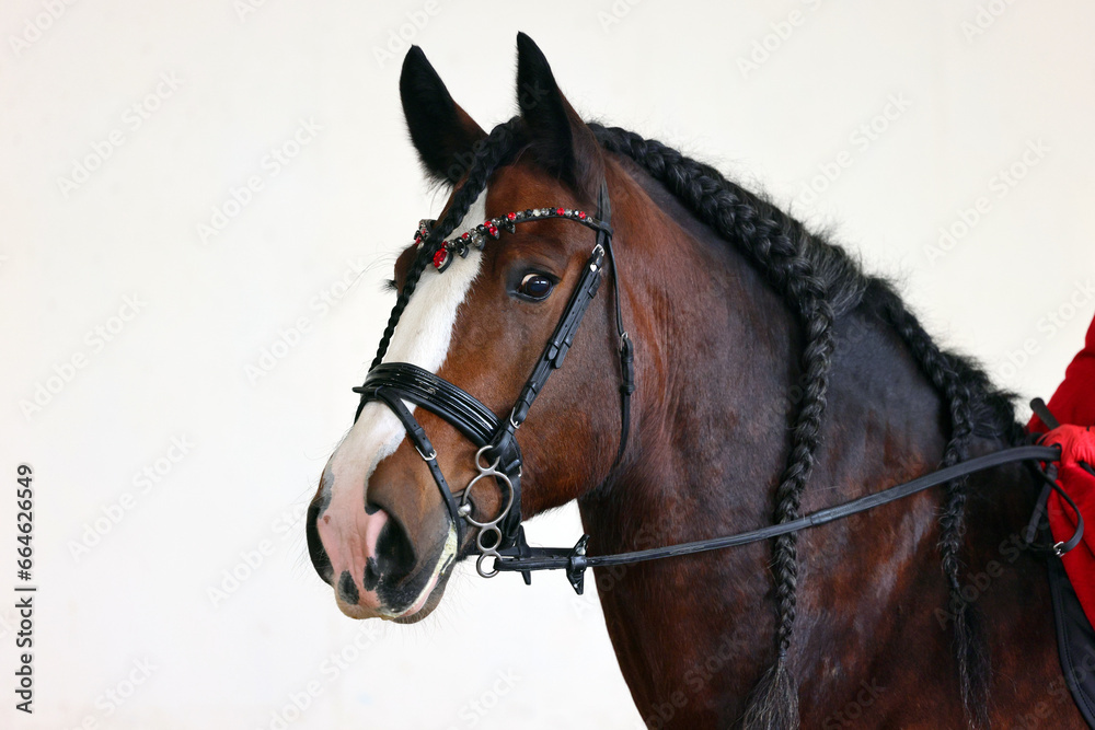 Obraz premium Percheron, a breed of heavy draft horse, against farm background