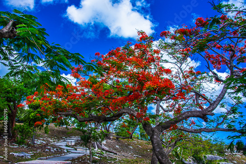 Flaming Poinciana tree bordering a path in Nassau, Bahamas