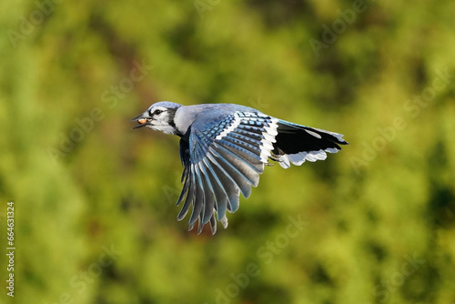 Bluie Jay flying on fall day sunny