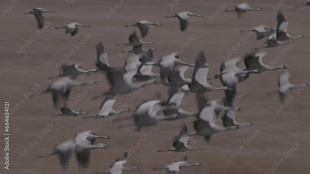 Cranes (Grus Grus) Flying In Autumn Migration Cranes (Grus Grus) Flying In Autumn Migration