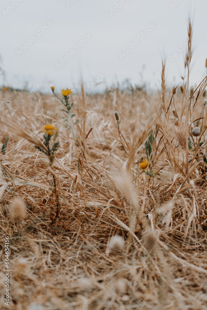 Obraz premium Strohblume