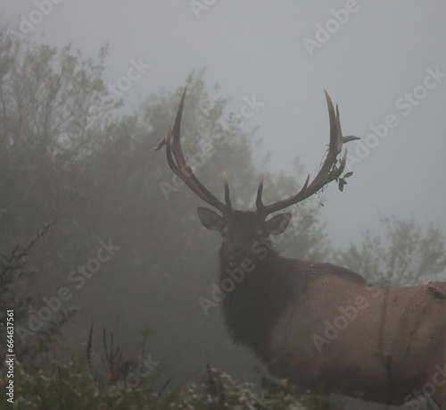 Elk Bull Fall antlers Rut © 1wildlifer