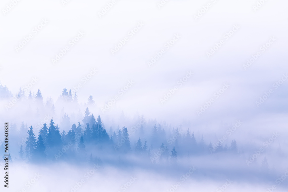 Fog and clouds on mountain hills. Spruce Wood Silhouette Surrounded by mist on white. Slow moving clouds over pine forest. Carpathian range