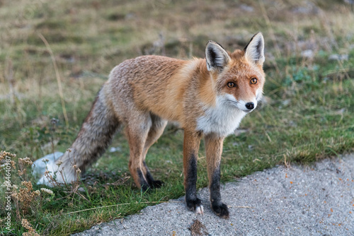 red fox vulpes © Alexey Sizov