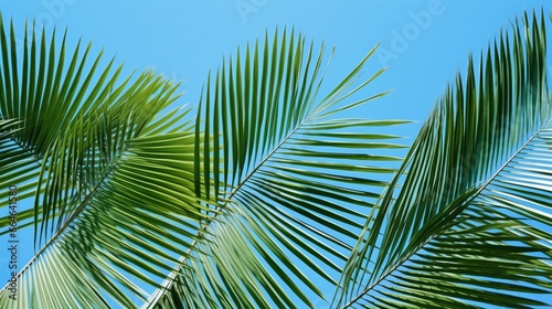 Get lost in the stunning symmetry of palm fronds against a clear blue sky, creating a sense of harmony and tranquility in the heart of a tropical paradise.