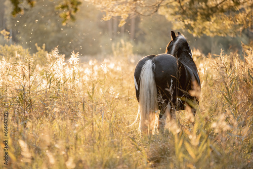 Irish cob gypsy vänner horse photo