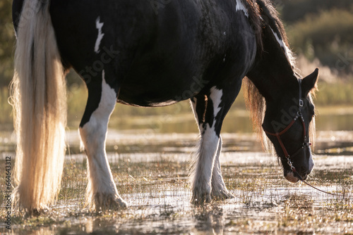 Foto Irish cob gypsy vänner horse