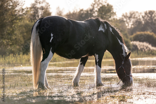 Irish cob gypsy vänner horse photo