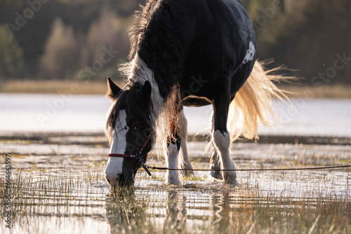 Irish cob gypsy vänner horse photo