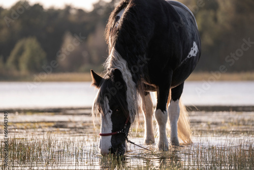 Irish cob gypsy vänner horse photo