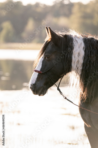 Irish cob gypsy vänner horse photo