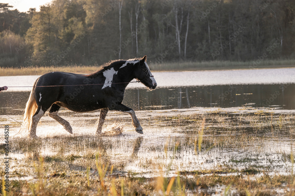Irish cob gypsy vänner horse trott
Irish cob gypsy vänner horse trott