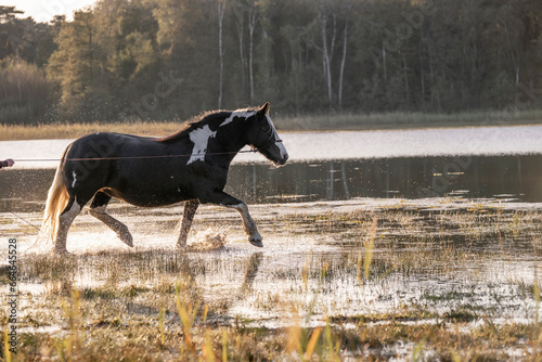 Obraz na plátně Irish cob gypsy vänner horse trott