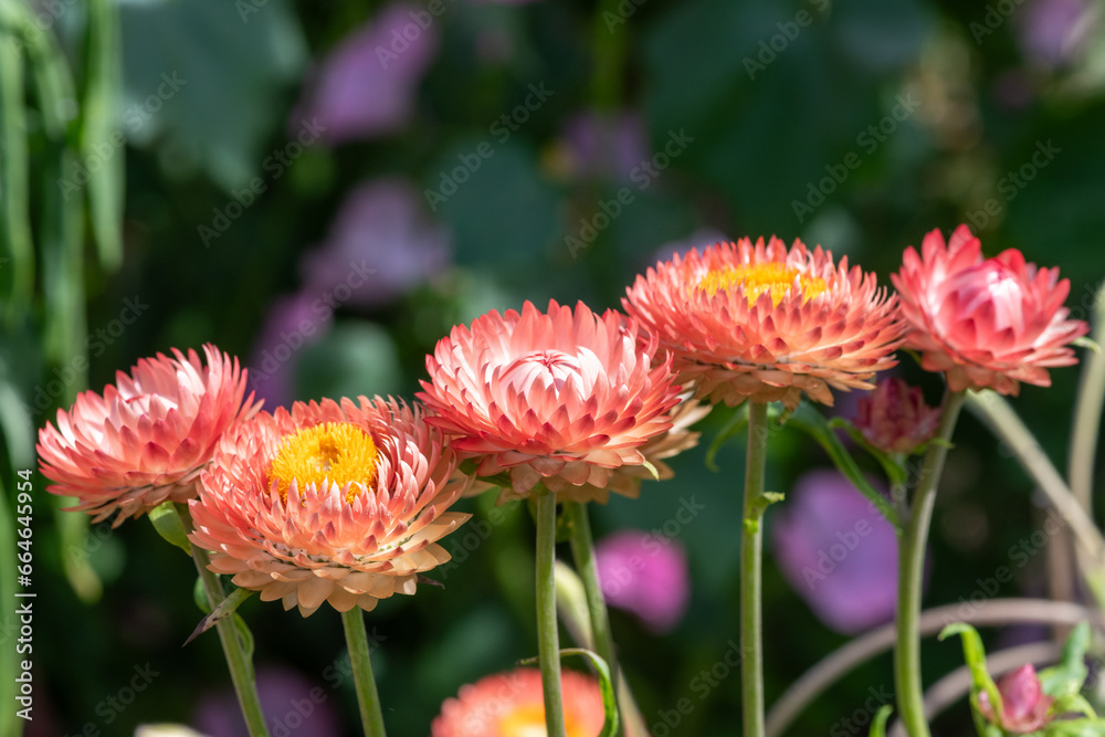 Close up of pink sStrawflowers (xerochrysum bracteatum) in bloom Close up of pink sStrawflowers (xerochrysum bracteatum) in bloom