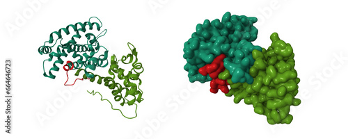 Crystal structure of the retinoblastoma tumour suppressor protein (green) bound to E2F peptide. 3D cartoon and Gaussian surface models, PDB 1o9k, chain id color scheme photo