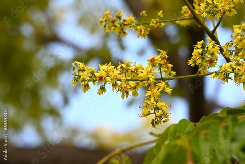 Flamegold rain tree ( Koelreuteria henryi )flowers. Sapindaceae deciduous tropical tree. Small yellow five-petaled flowers appear in panicles from September to October.
