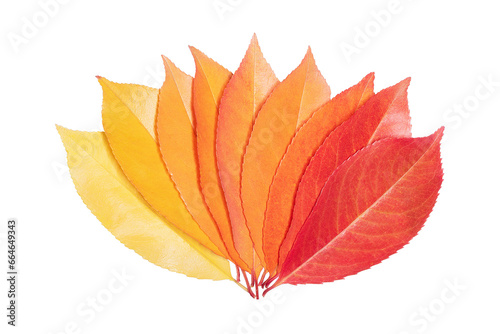 Autumn leaves fan out and form a gradient of color from yellow to red. Isolated on white.