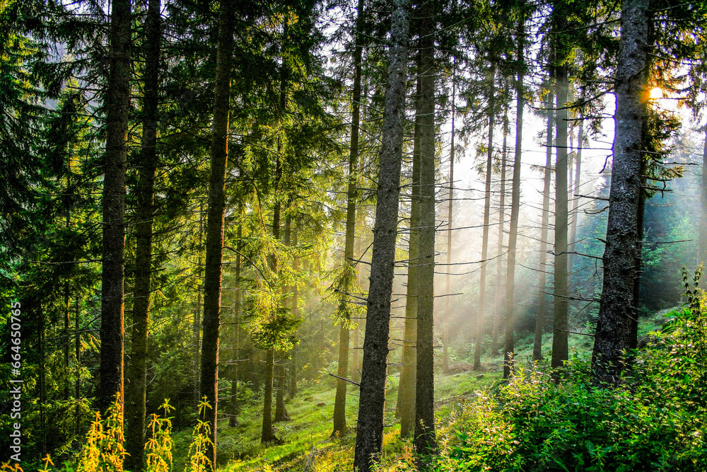 Fototapeta premium The sun in the fall in the forest. HDR Image (High Dynamic Range).