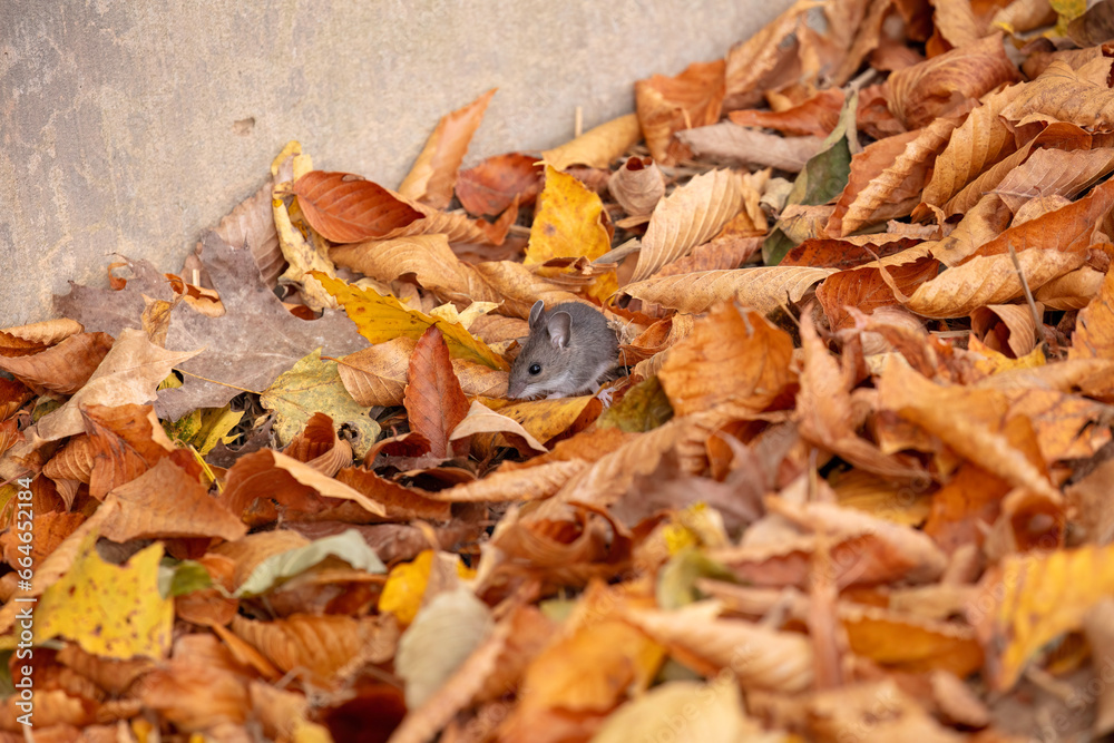 The deer mouse (Peromyscus maniculatus) north American native rodent, often called the North American deermouse The deer mouse (Peromyscus maniculatus) north American native rodent, often called the North American deermouse