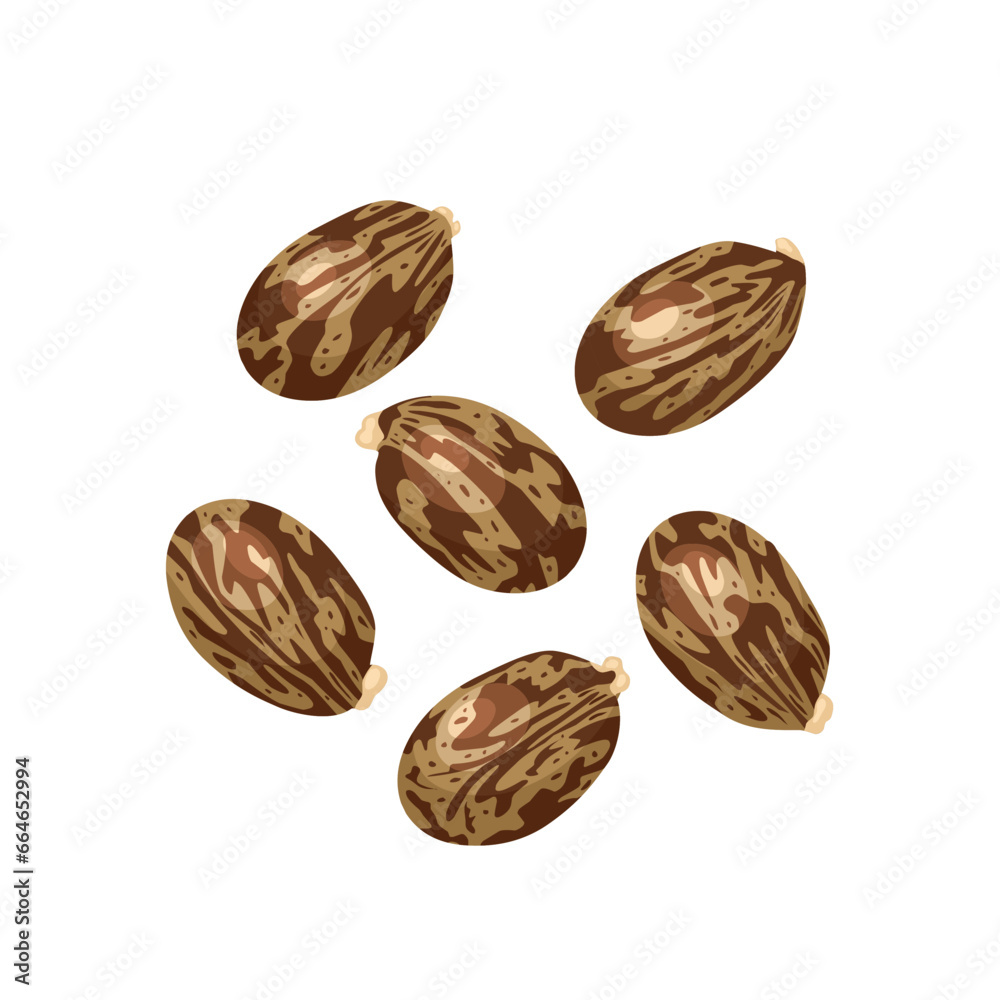 Vector illustration, dried castor beans, scientific name Ricinus communis,
isolated white background. Vector illustration, dried castor beans, scientific name Ricinus communis,
isolated white background.