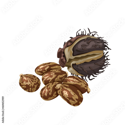 Vector illustration, dried castor beans, scientific name Ricinus communis,
isolated white background.