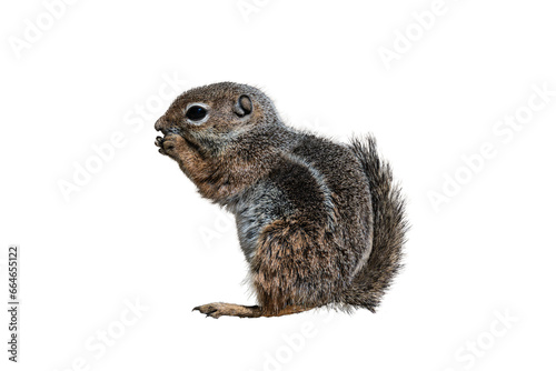 Harris s Antelope Squirrel  Ammospermophilus harrisii  Photo  in Fine Detail  on a Transparent Background