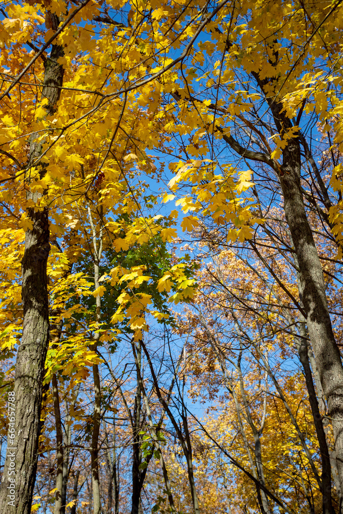 Tree branches with bright yellow leaves against clear blue sky. Bright yellow maple leaves on sunny September day. Beautiful bright colors of autumn. Selective focus Tree branches with bright yellow leaves against clear blue sky. Bright yellow maple leaves on sunny September day. Beautiful bright colors of autumn. Selective focus