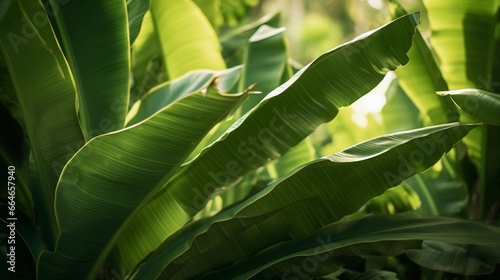 Zoom in on the elegant fronds of a banana palm  swaying gently in the tropical breeze  creating a sense of calm and tranquility.