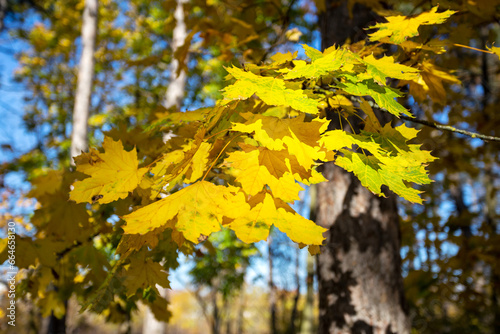 Tree branches with bright yellow leaves against clear blue sky. Bright yellow maple leaves on sunny September day. Beautiful bright colors of autumn. Selective focus